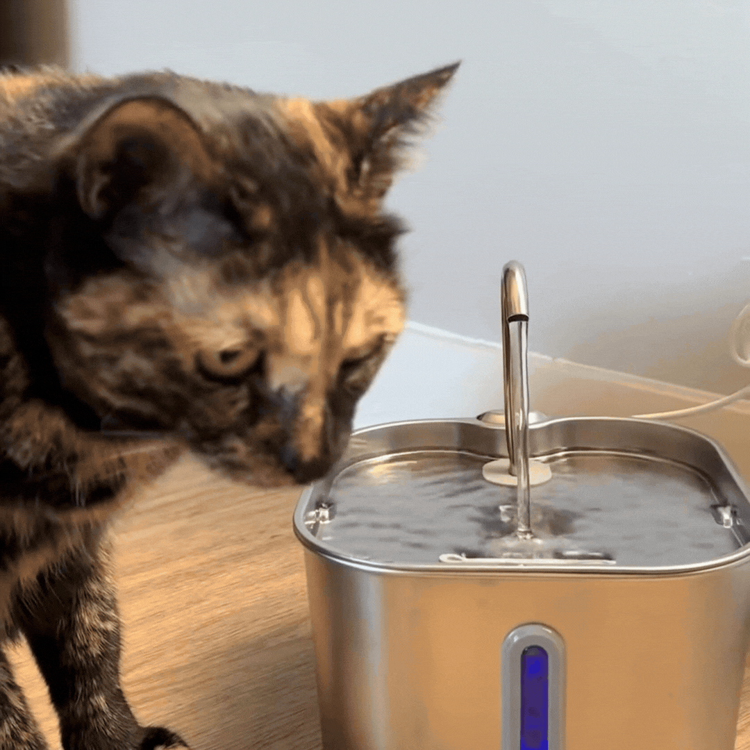 //officialhappypets.com/cdn/shop/files/50_OFF_NOW_2_2048x.gif?v=1772172259