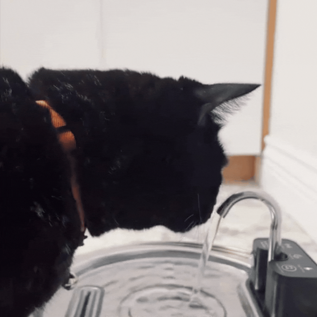 //officialhappypets.com/cdn/shop/files/50_OFF_NOW_2_copy_2048x.gif?v=1772172416