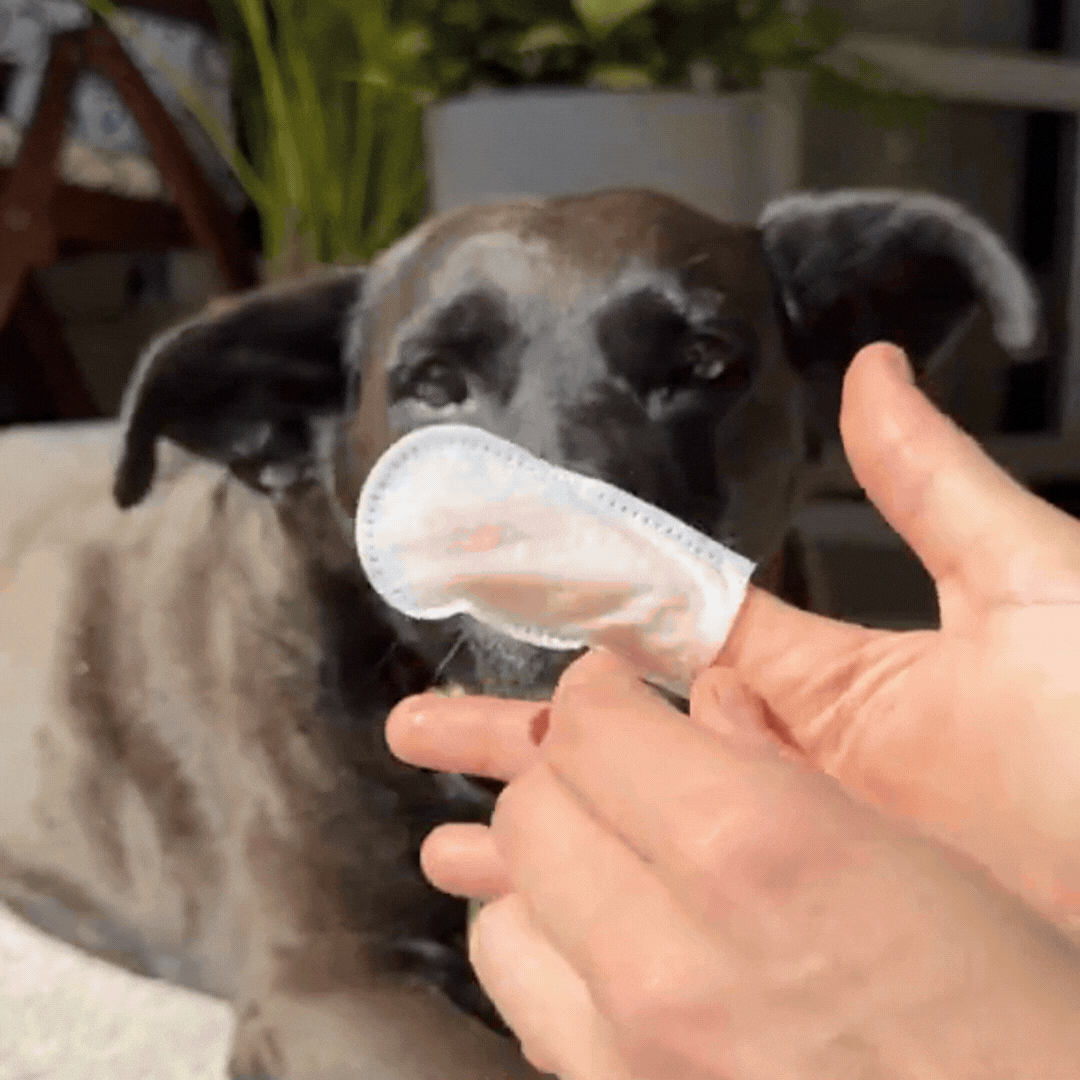 //officialhappypets.com/cdn/shop/files/50_OFF_NOW_5_2048x.gif?v=1775444640