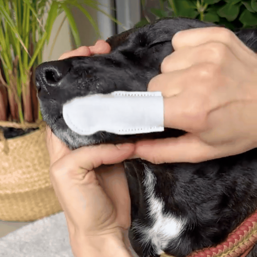 //officialhappypets.com/cdn/shop/files/50_OFF_NOW_8_2048x.gif?v=1775444639