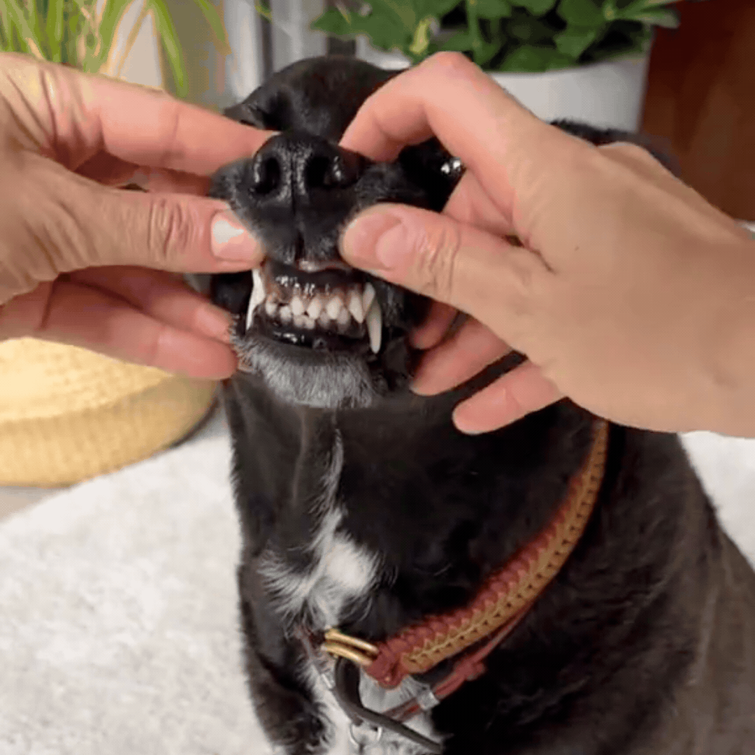 //officialhappypets.com/cdn/shop/files/50_OFF_NOW_9_copy_2048x.gif?v=1775444640